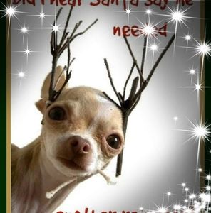 Meet your Posher, Wanda